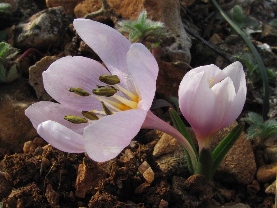 Изображение особи Colchicum triphyllum.