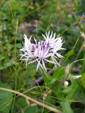 Centaurea cheiranthifolia. Соцветие. Краснодарский край, городской округ Сочи, Адлерский р-н, с. Эстосадок, горнолыжный курорт \"Роза Хутор\", пеший маршрут \"Панорама\", южный склон хр. Аибга, 2200 м н.у.м., субальпийский луг. 08.08.2023.