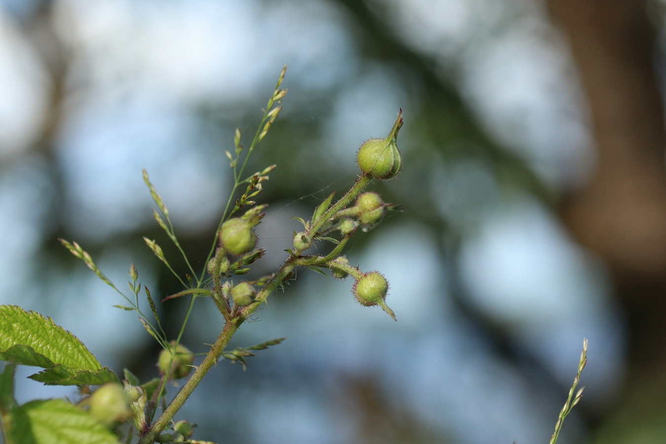 Изображение особи Rubus caesius.