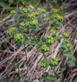 Euphorbia esula. Верхушка цветущего и плодоносящего растения. Пермский край, Кунгурский р-н, окр. дер. Дейково, окр. ур. Греховская гора, крутой склон. 04.06.2023.