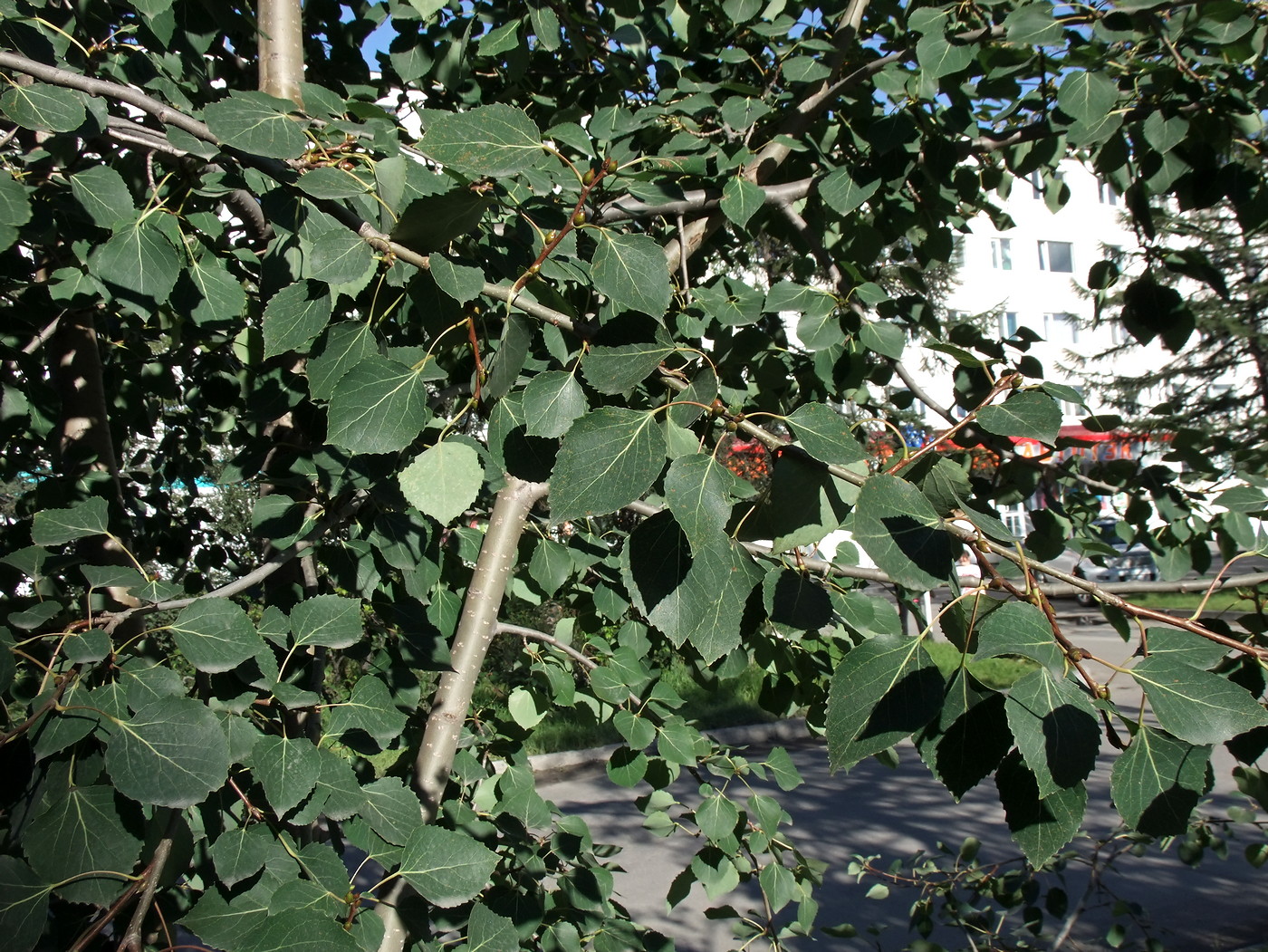 Image of Populus tremula specimen.