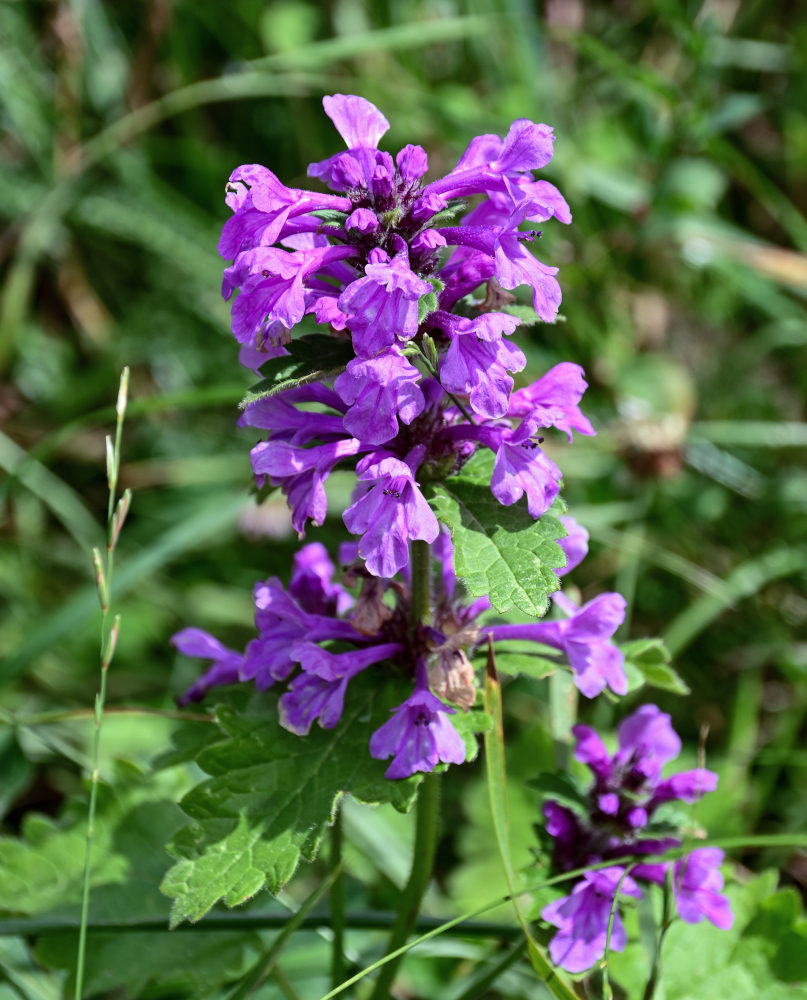 Image of Betonica macrantha specimen.