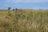 Arctium tomentosum. Цветущее растение в сообществе с цветущей люцерной (Medicago falcata) и плодоносящим райграсом (Arrhenatherum elatius). Новгородская обл., геологический памятник \"Ильменский глинт\", окр. дер. Ретлё, побережье оз. Ильмень, суходольный луг на известняке. 25.07.2023.