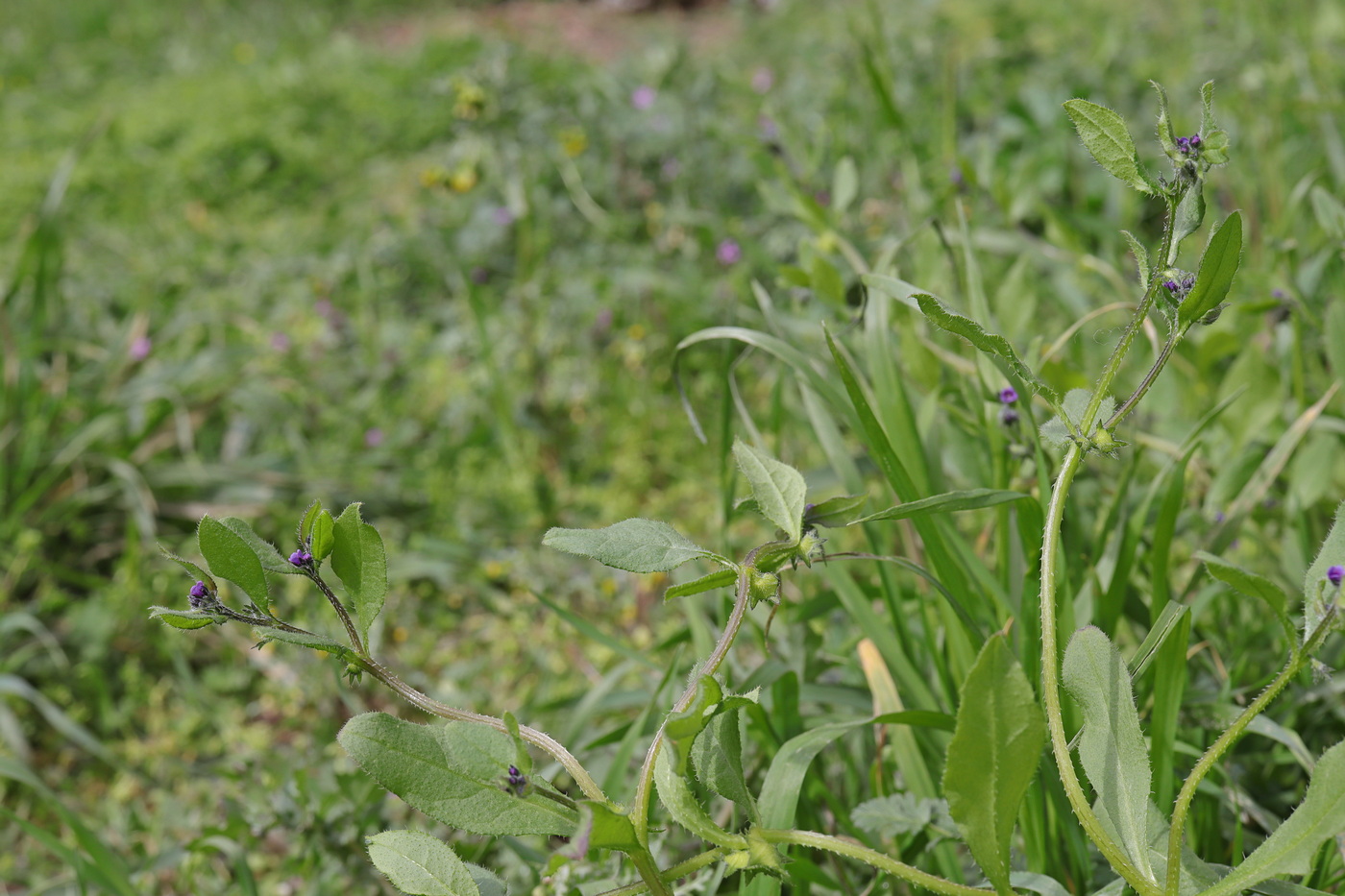 Изображение особи Asperugo procumbens.