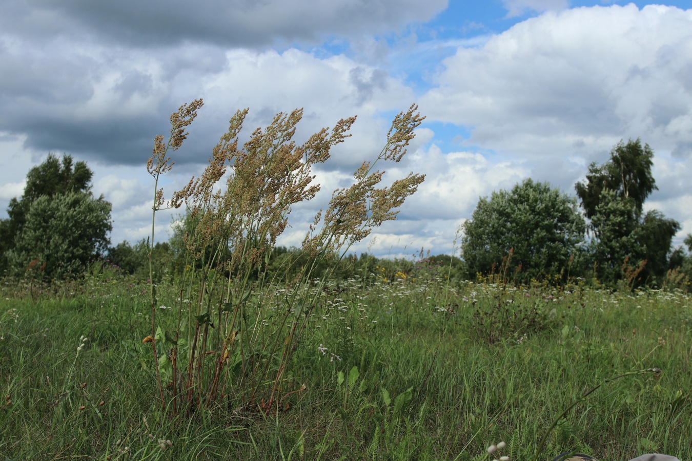 Image of Rumex thyrsiflorus specimen.