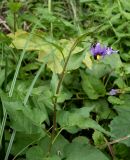 Solanum kitagawae