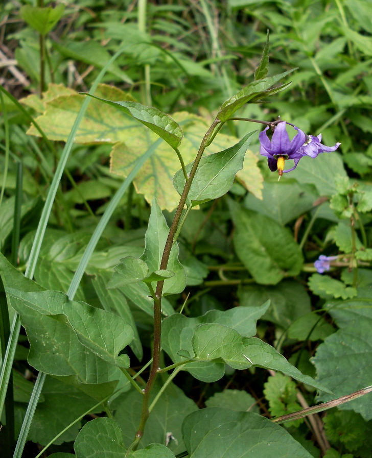 Изображение особи Solanum kitagawae.