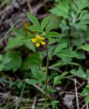 Geum aleppicum. Верхушка цветущего растения. Сахалин, г. Южно-Сахалинск, горнолыжный комплекс \"Горный воздух\", опушка смешанного леса. 09.08.2023.