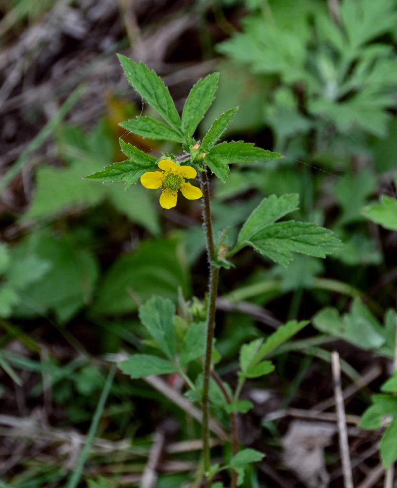 Image of Geum aleppicum specimen.
