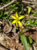 Gagea lutea