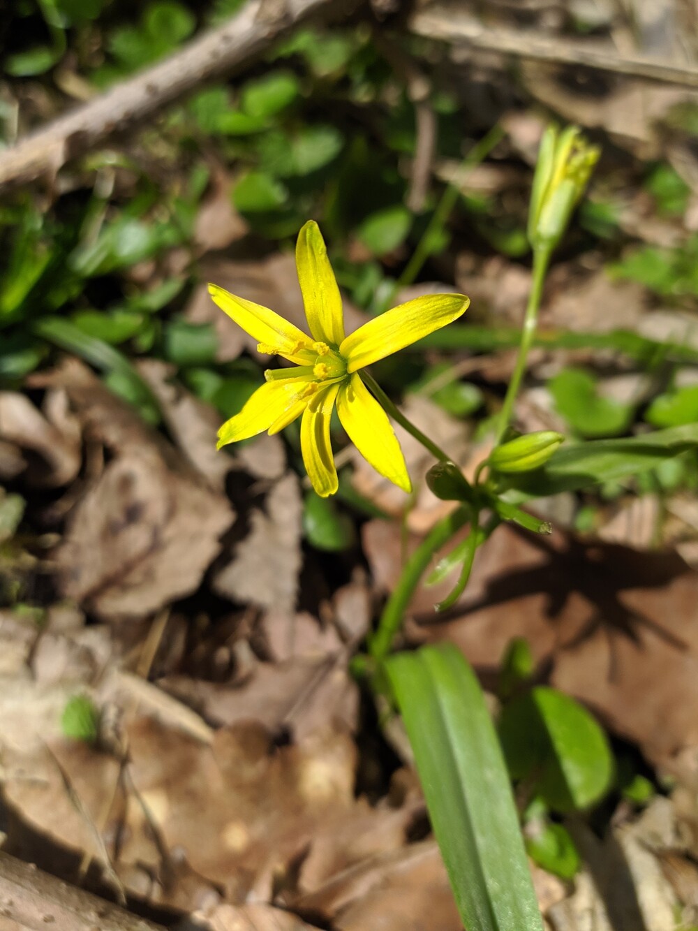 Изображение особи Gagea lutea.