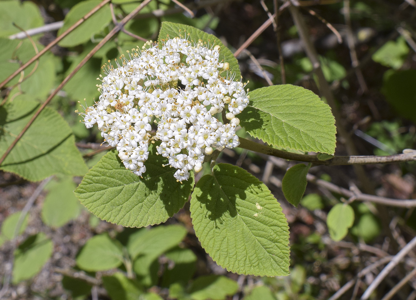 Image of Viburnum lantana specimen.