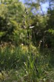 Ophrys apifera