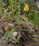 Anemone gortschakowii