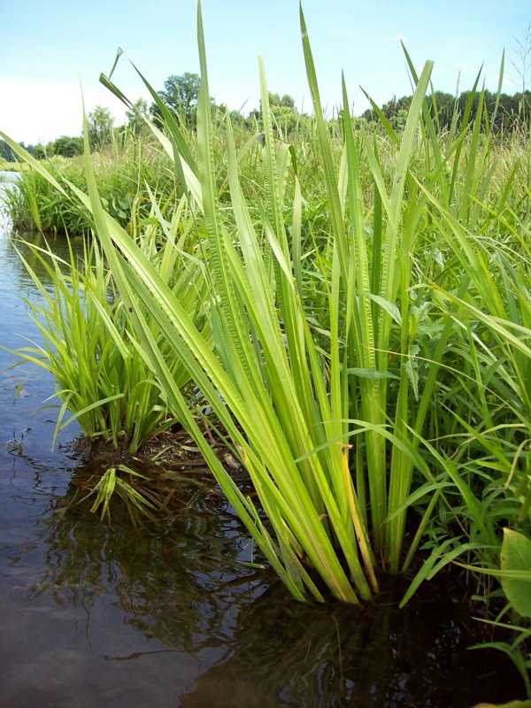 Image of Acorus calamus specimen.