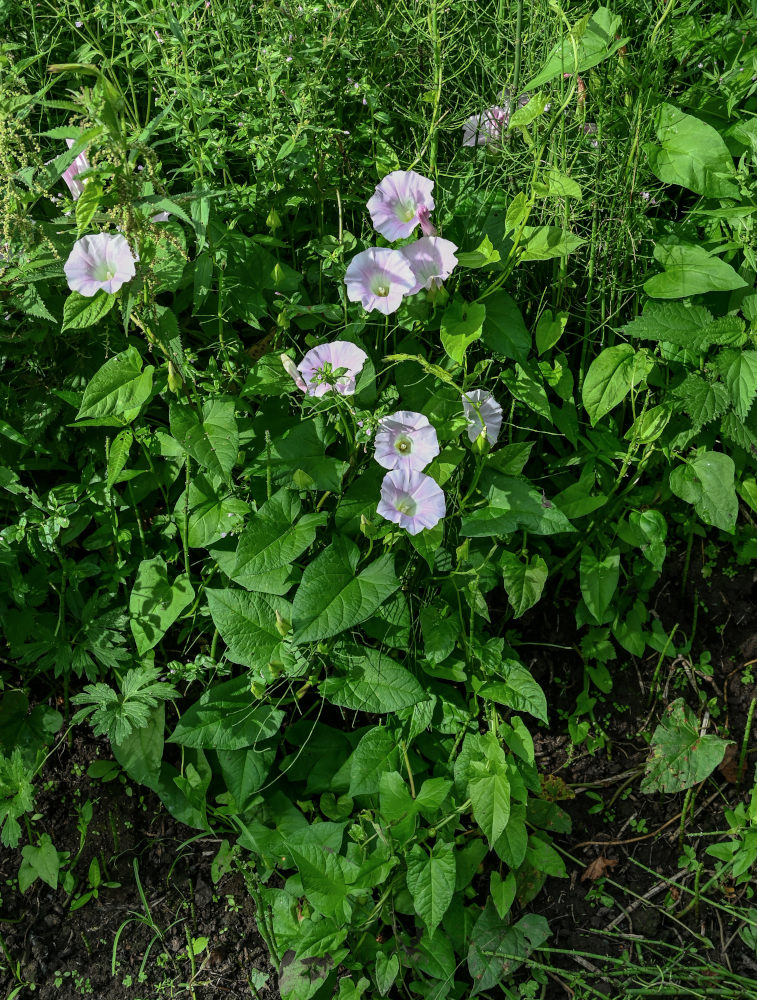 Image of Calystegia spectabilis specimen.