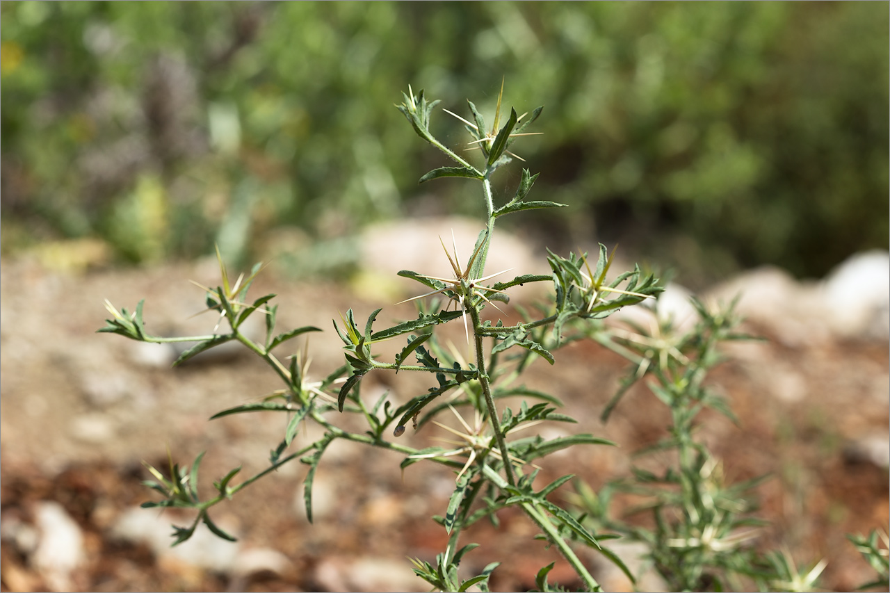 Image of genus Centaurea specimen.
