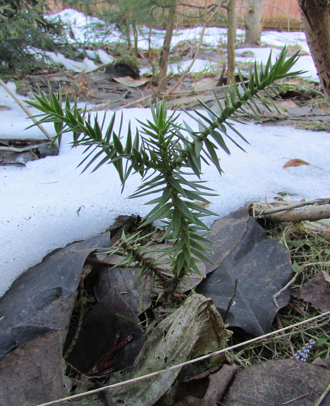 Image of Araucaria araucana specimen.