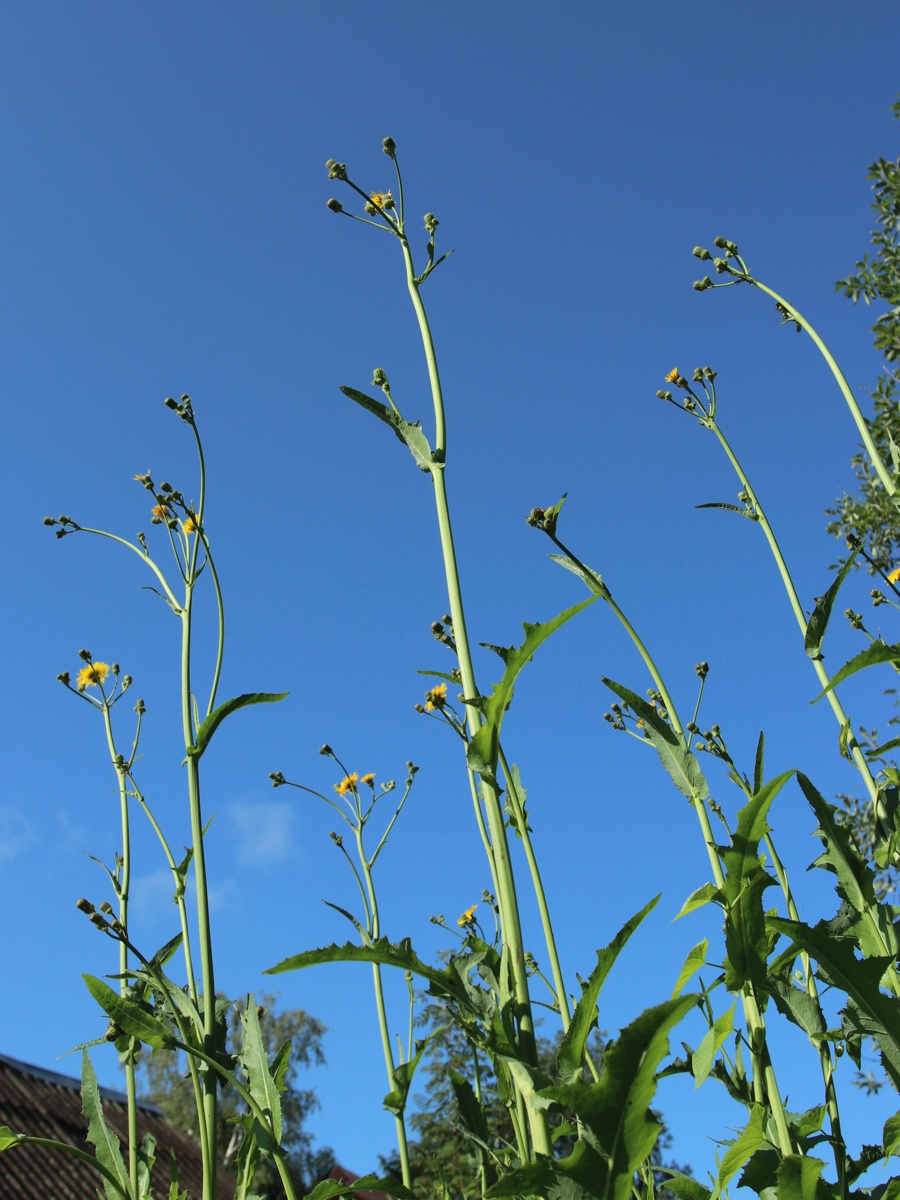 Изображение особи Sonchus arvensis.