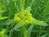 Cruciata laevipes. Мутовка листьев с пазушными соцветиями. Украина, Закарпатская обл., Хустский р-н, \"Долина нарциссов\". 4 мая 2008 г.