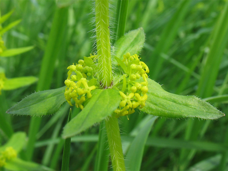 Изображение особи Cruciata laevipes.