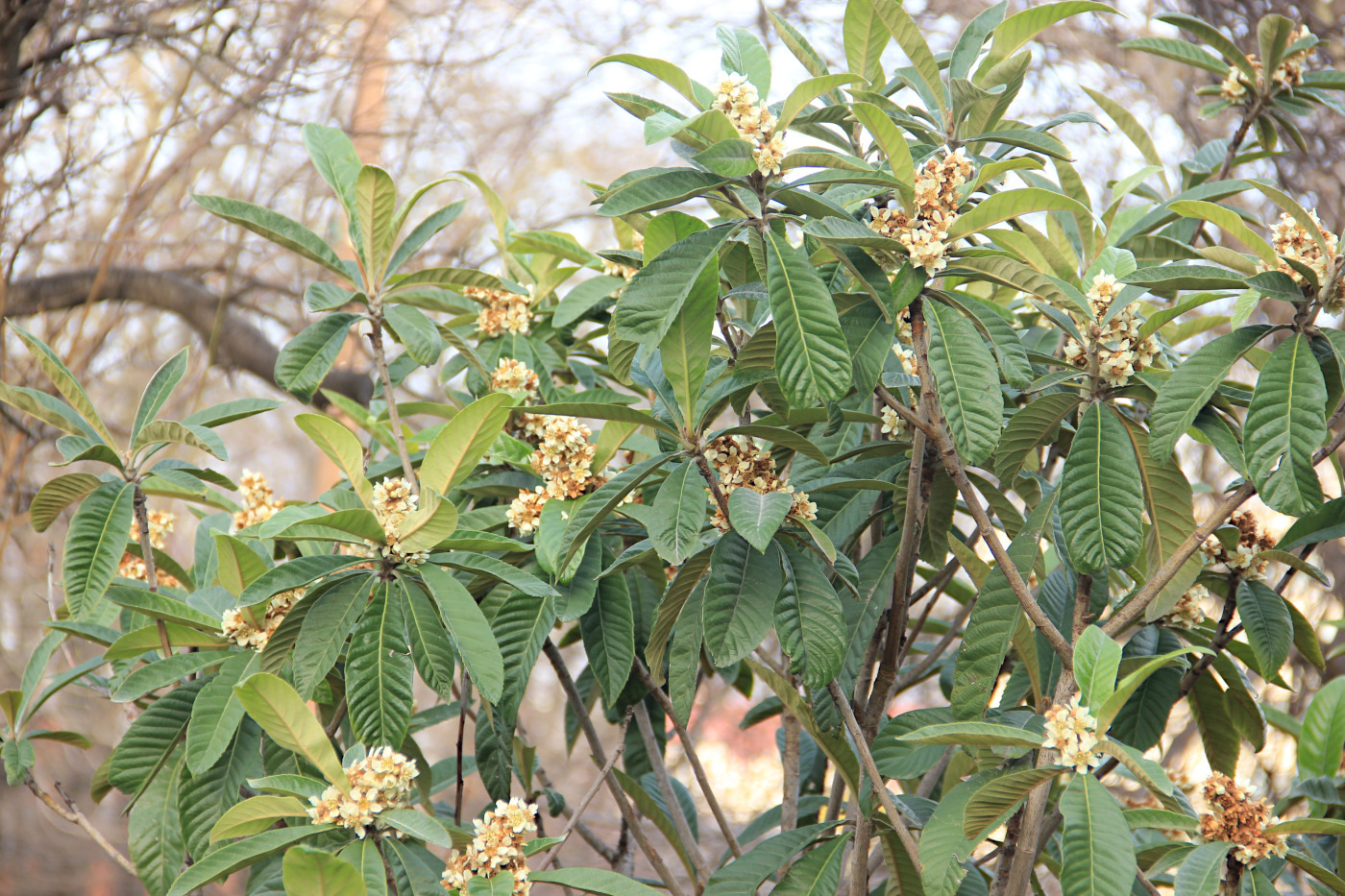 Image of Eriobotrya japonica specimen.