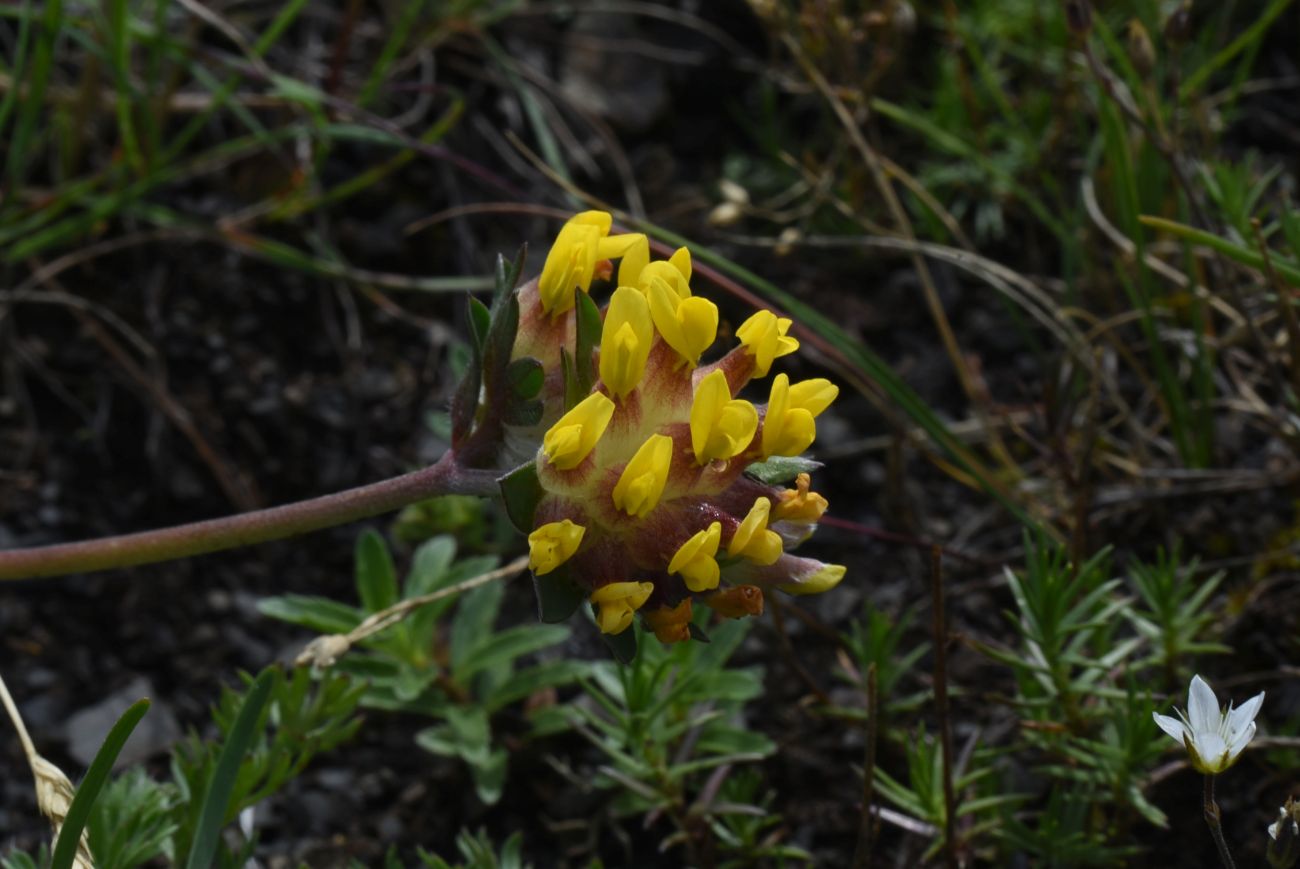 Изображение особи Anthyllis lachnophora.