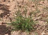 Ceratochloa cathartica. Колосящееся растение. Египет, к западу от г. Эль-Дабаа, поливаемый инжировый сад. 11.04.2025.