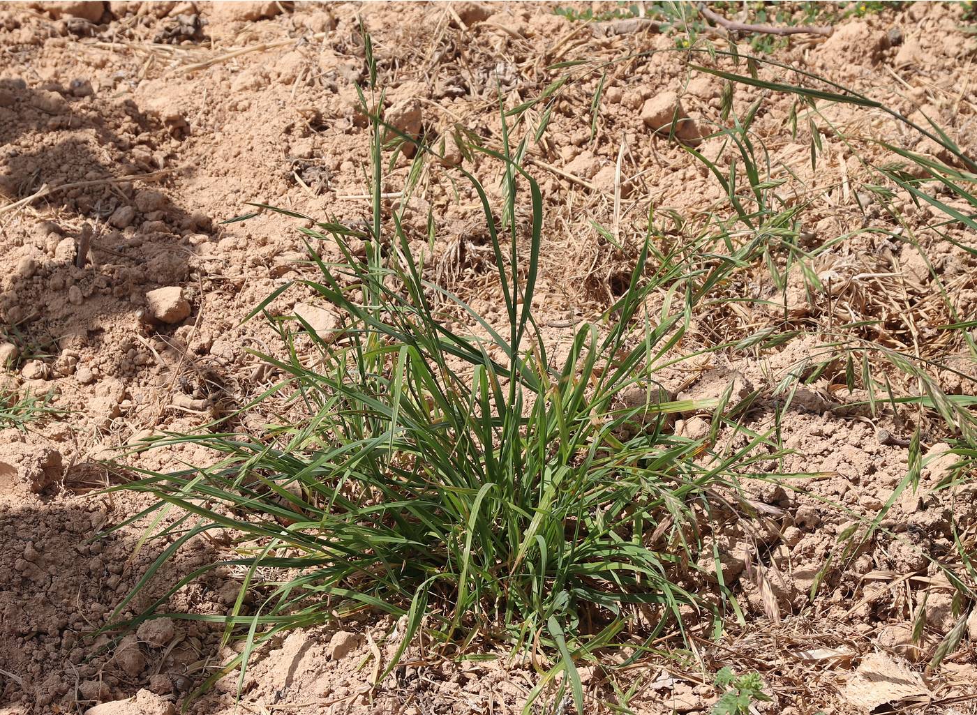 Изображение особи Ceratochloa cathartica.