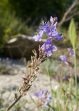 Veronica multifida. Соцветие с цветками и завязавшимися плодами. Краснодарский край, Крымский р-н, окр. станицы Неберджаевская, дол. р. Липки, пушистодубово-грабинниковое редколесье, скальное обнажение на месте старого заросшего карьера. 28.04.2025.
