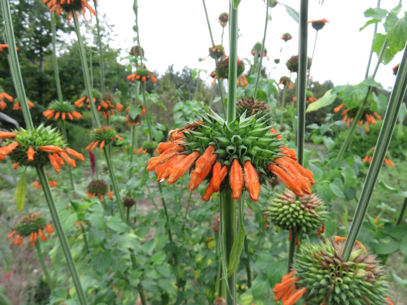 Image of Leonotis nepetifolia specimen.