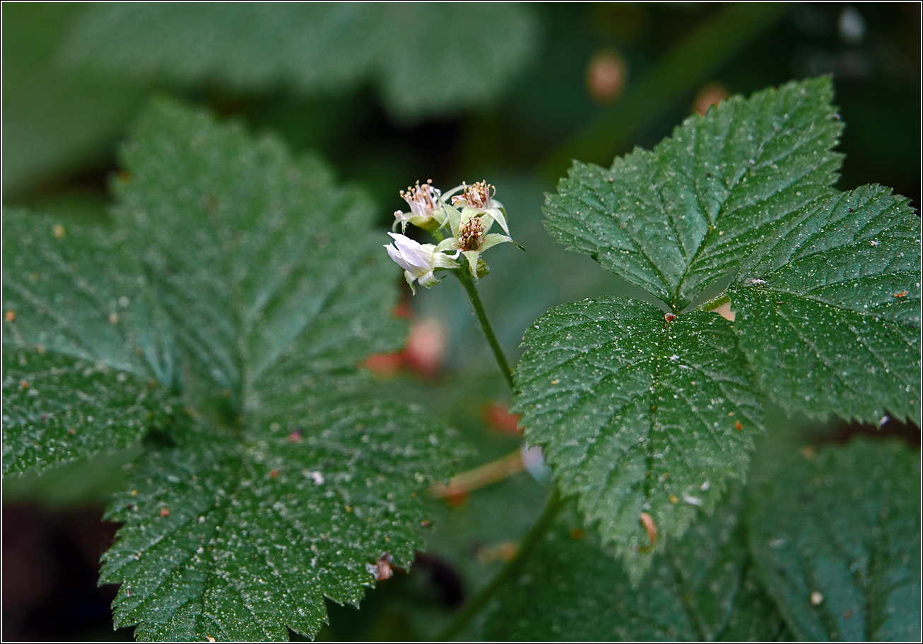 Изображение особи Rubus saxatilis.