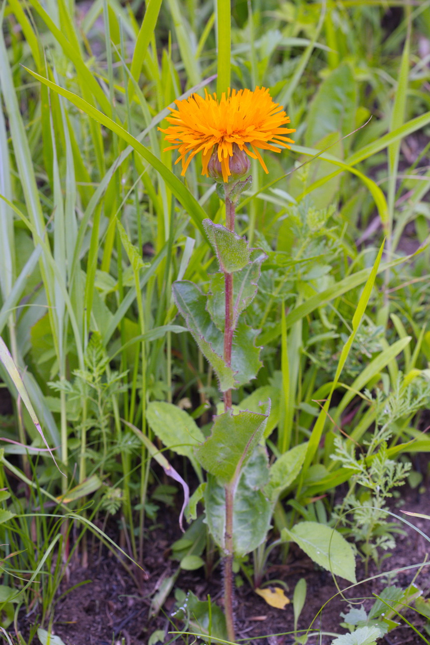 Изображение особи Trommsdorffia ciliata.