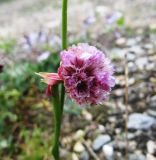 Armeria scabra. Часть побега с соцветием. Коми, Интинский р-н, нац. парк \"Югыд Ва\", Приполярный Урал, бассейн р. Пелингичей, долина руч. Южный, галечные русловые отложения. 17.07.2010.