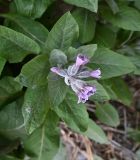 Physochlaina orientalis