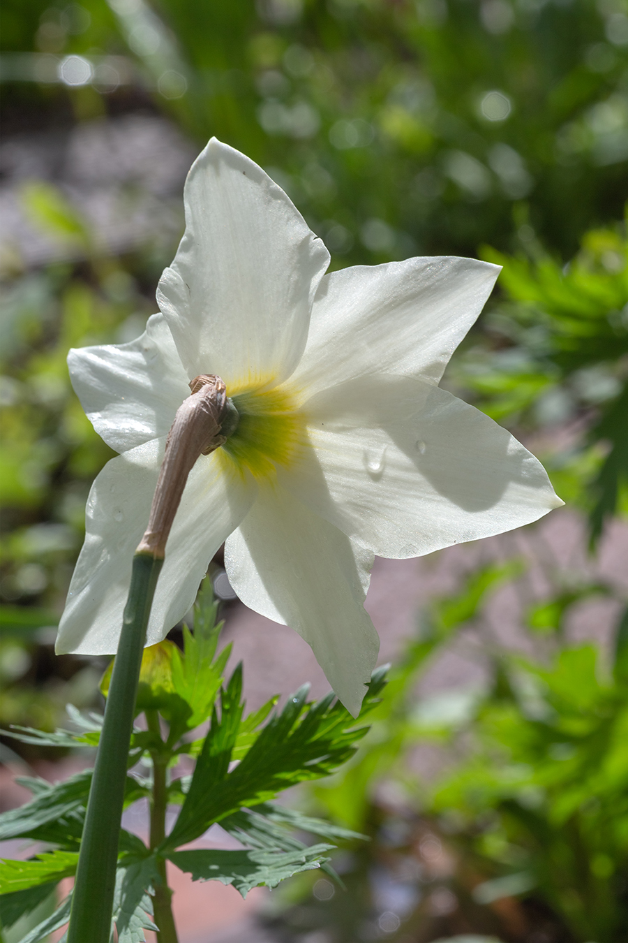 Image of genus Narcissus specimen.