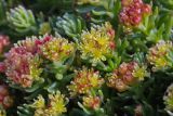 Rhodiola quadrifida