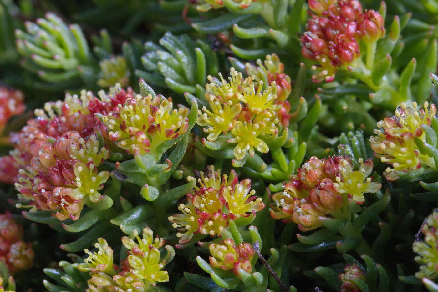 Image of Rhodiola quadrifida specimen.