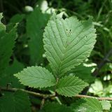 Ulmus laciniata