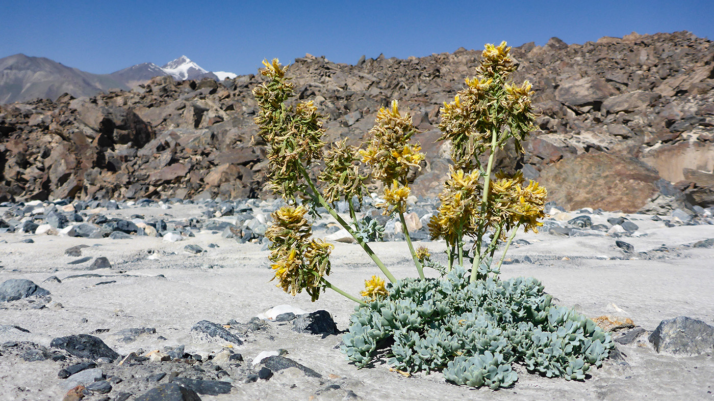 Image of Corydalis fimbrillifera specimen.