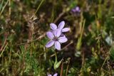 Erodium cicutarium. Цветок. Турция, ил Ван, 3 км к З. от деревни Кечикыран, берег оз. Ван, выс. 1650 м н.у.м., горная степь. 21 мая 2025 г.