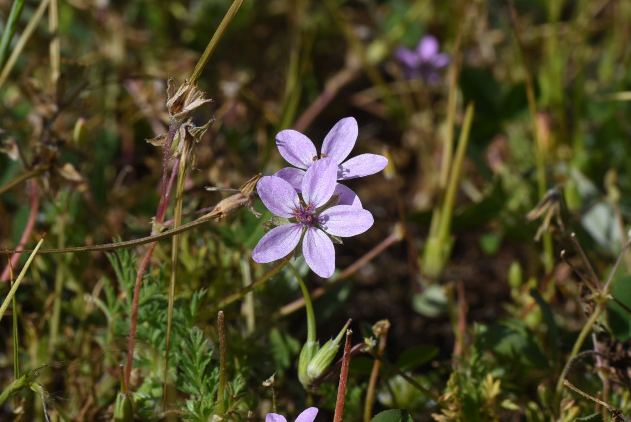 Изображение особи Erodium cicutarium.