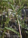 Pyrethrum corymbosum