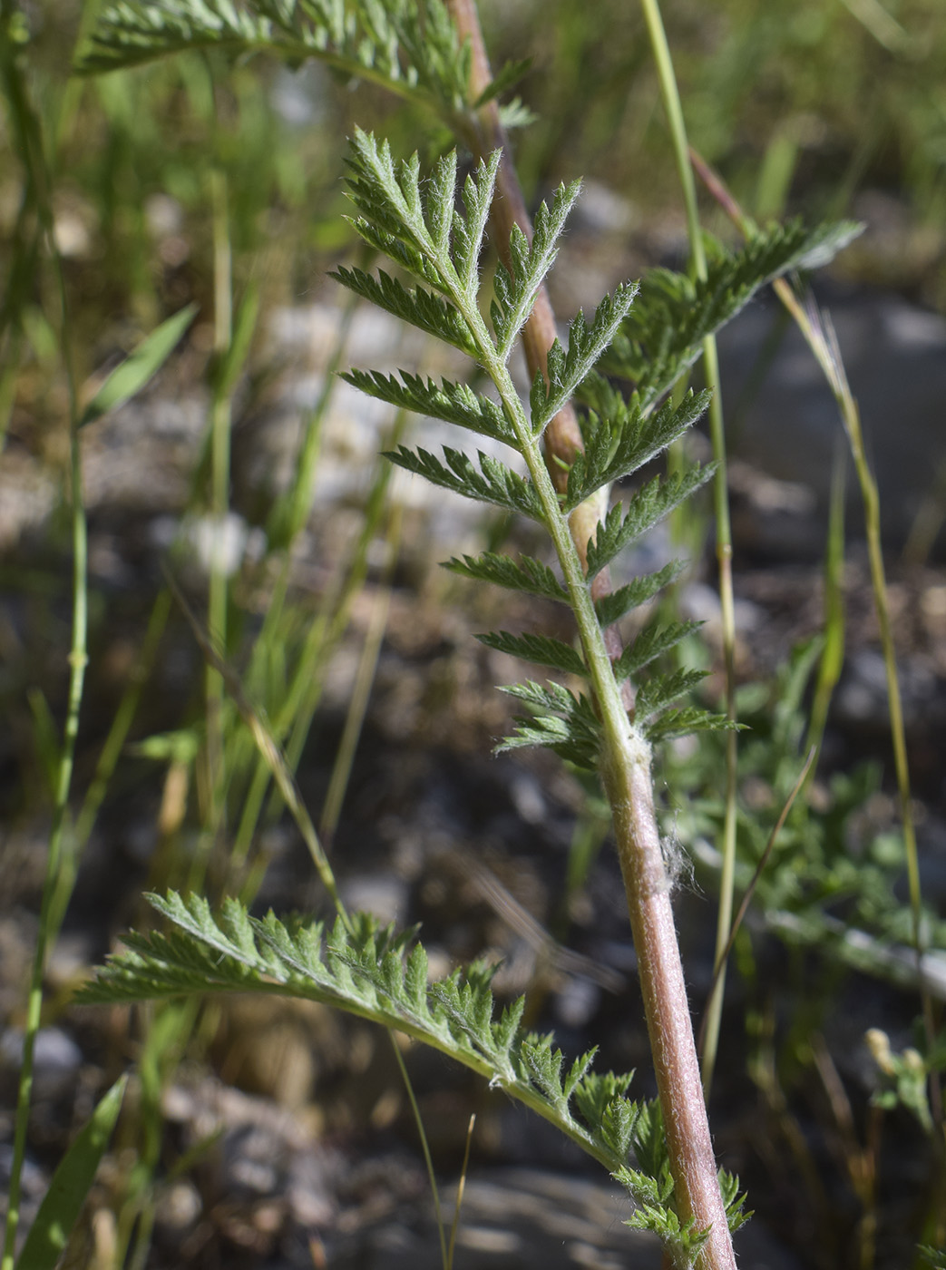Image of Pyrethrum corymbosum specimen.