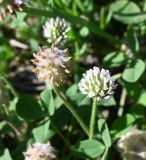 Trifolium fragiferum
