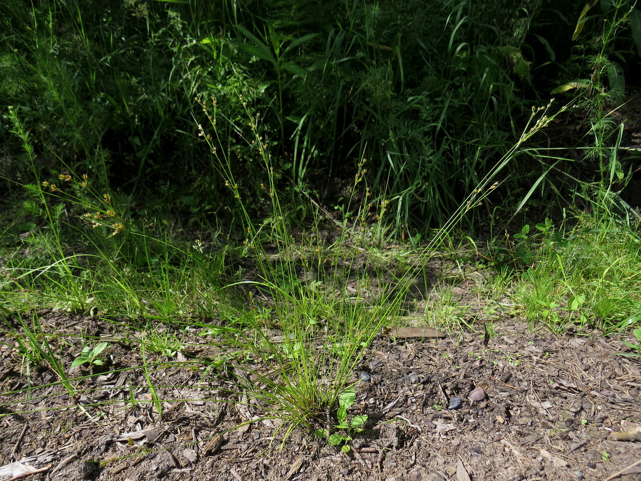 Image of Juncus tenuis specimen.