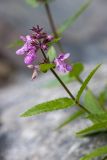 Stachys palustris. Верхушка растения с соцветием. Карелия, Прионежский р-н, окр. г. Петрозаводск, каменистый берег. 22.08.2025.