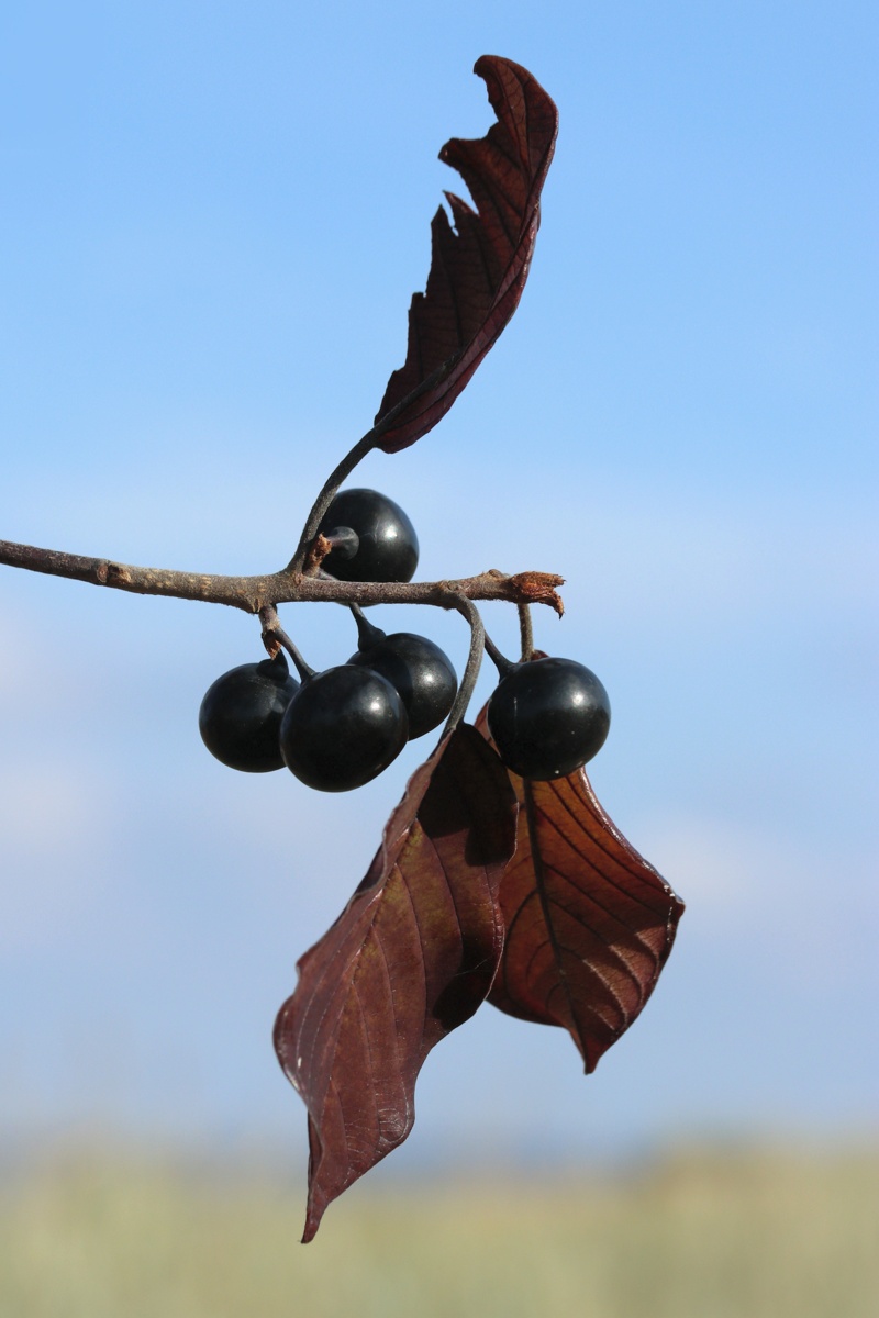 Image of Frangula alnus specimen.