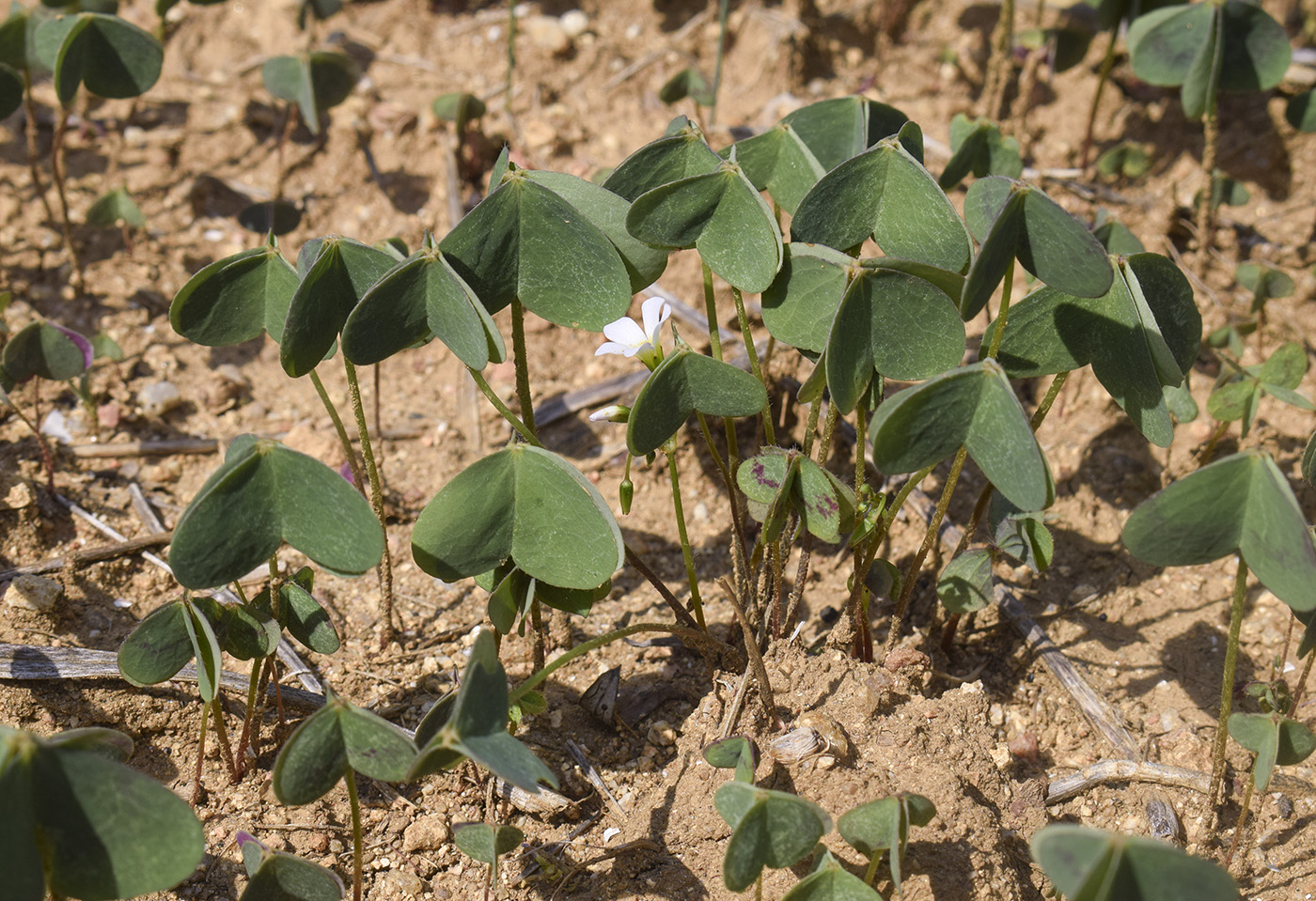 Изображение особи Oxalis debilis.