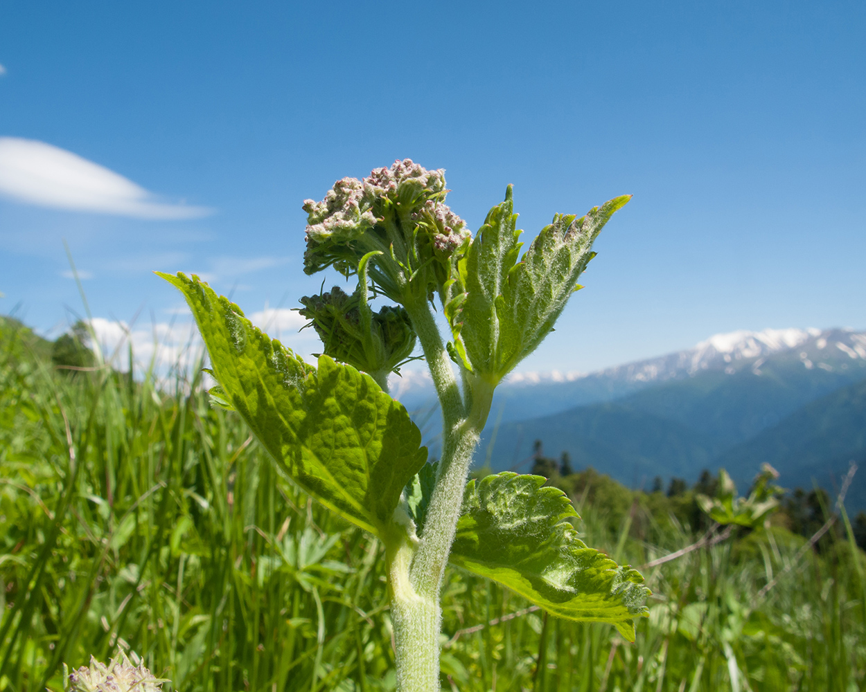 Изображение особи семейство Apiaceae.